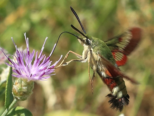 Hemaris ducalis  – Pamir bee hawk-moth
